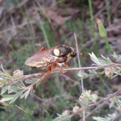 Perga sp. (genus) (Sawfly or Spitfire) at Downer, ACT - 24 Nov 2020 by Tdoh