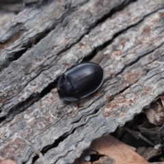 Pterohelaeus piceus (Pie-dish beetle) at Cook, ACT - 5 Jan 2021 by Tammy