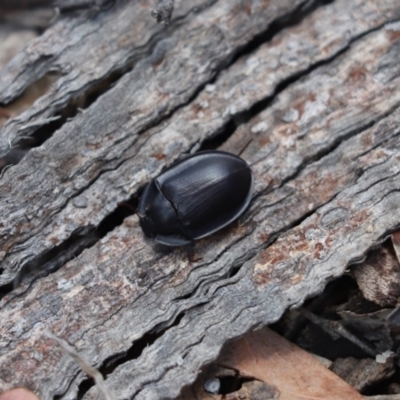 Pterohelaeus piceus (Pie-dish beetle) at Cook, ACT - 5 Jan 2021 by Tammy