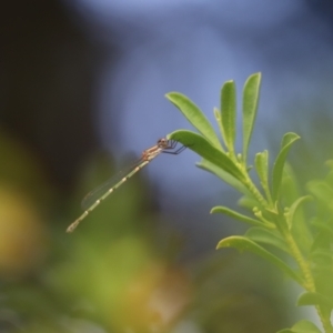 Austrolestes leda at Kaleen, ACT - 5 Jan 2021