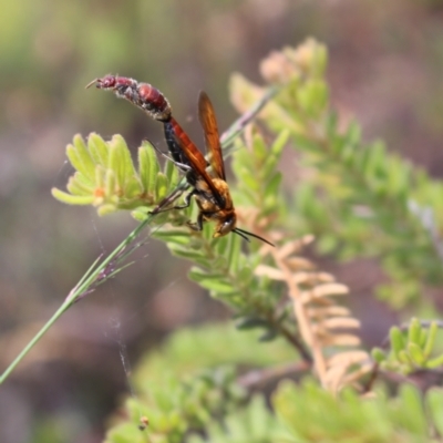 Guerinius shuckardi (Smooth flower wasp) at Black Mountain - 5 Jan 2021 by Tdoh