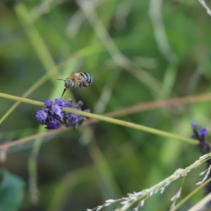 Amegilla sp. (genus) at Kaleen, ACT - 5 Jan 2021