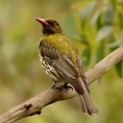 Oriolus sagittatus (Olive-backed Oriole) at Glenquarry, NSW - 5 Jan 2021 by Snowflake