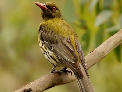 Oriolus sagittatus (Olive-backed Oriole) at Glenquarry - 5 Jan 2021 by Snowflake