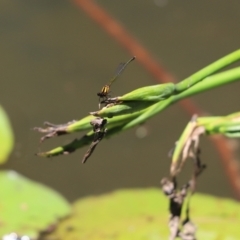 Nososticta solida (Orange Threadtail) at Lake Ginninderra - 5 Jan 2021 by Tammy