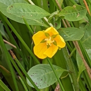 Ludwigia peploides subsp. montevidensis at Hackett, ACT - 5 Jan 2021 03:33 PM