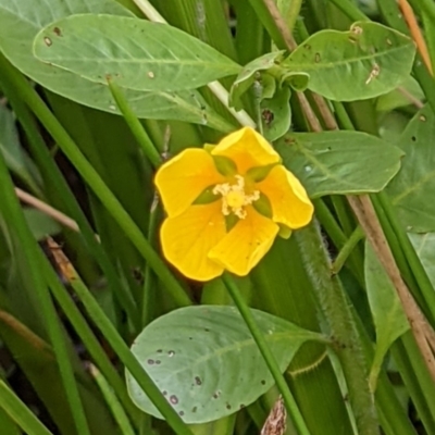 Ludwigia peploides subsp. montevidensis (Water Primrose) at Hackett, ACT - 5 Jan 2021 by abread111