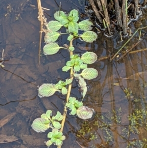 Ludwigia peploides subsp. montevidensis at Hackett, ACT - 5 Jan 2021 03:33 PM