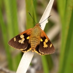 Trapezites symmomus (Splendid Ochre) at Glenquarry, NSW - 5 Jan 2021 by Snowflake