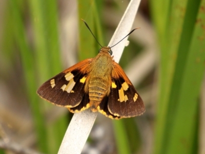 Trapezites symmomus (Splendid Ochre) at Glenquarry - 6 Jan 2021 by Snowflake