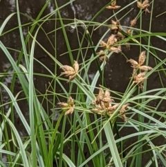 Bolboschoenus fluviatilis (Marsh Club-rush) at Hackett, ACT - 6 Jan 2021 by abread111