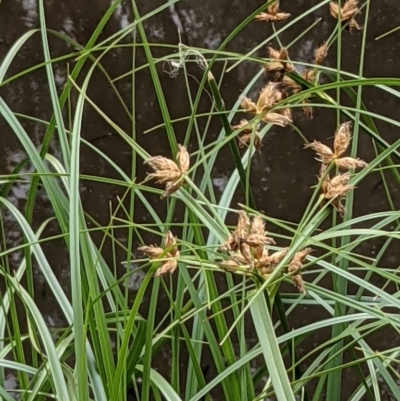 Bolboschoenus fluviatilis (Marsh Club-rush) at Hackett, ACT - 5 Jan 2021 by abread111