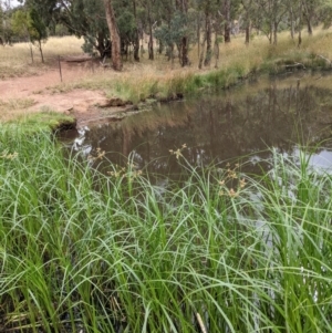 Bolboschoenus fluviatilis at Hackett, ACT - 6 Jan 2021 08:50 AM