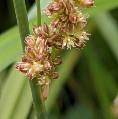 Juncus vaginatus (Clustered Rush) at Hackett, ACT - 6 Jan 2021 by abread111