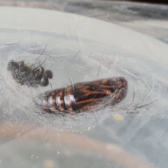 Nyctemera amicus (Senecio Moth, Magpie Moth, Cineraria Moth) at Isaacs, ACT - 3 Jan 2021 by Mike