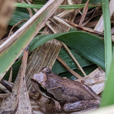 Litoria sp. (genus) (A tree frog) at Wodonga - 6 Jan 2021 by ChrisAllen
