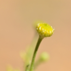 Cotula australis at Wamboin, NSW - 28 Nov 2020