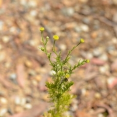 Cotula australis at Wamboin, NSW - 28 Nov 2020