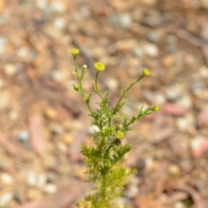 Cotula australis at Wamboin, NSW - 28 Nov 2020