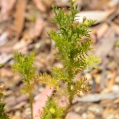 Cotula australis at Wamboin, NSW - 28 Nov 2020