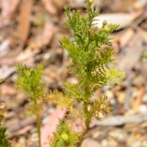 Cotula australis at Wamboin, NSW - 28 Nov 2020
