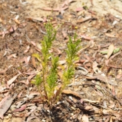 Cotula australis at Wamboin, NSW - 28 Nov 2020 01:28 PM