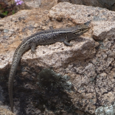 Liopholis whitii (White's Skink) at Tennent, ACT - 5 Jan 2021 by FelicityGrant