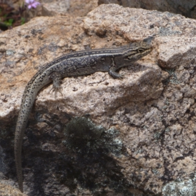 Liopholis whitii (White's Skink) at Namadgi National Park - 4 Jan 2021 by FelicityGrant