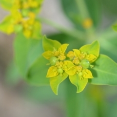 Euphorbia oblongata at Wamboin, NSW - 6 Dec 2020