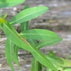 Euphorbia oblongata at Wamboin, NSW - 6 Dec 2020