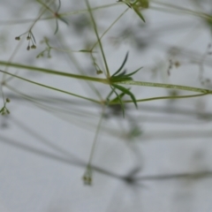 Galium divaricatum at Wamboin, NSW - 9 Dec 2020