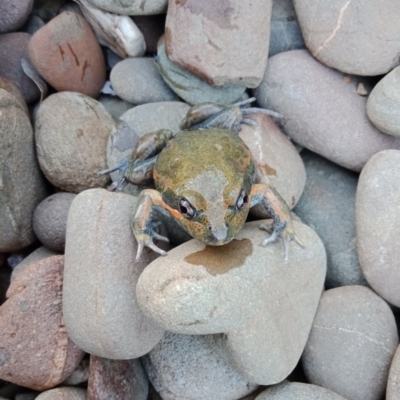 Limnodynastes dumerilii (Eastern Banjo Frog) at Wodonga - 13 Nov 2020 by geekay