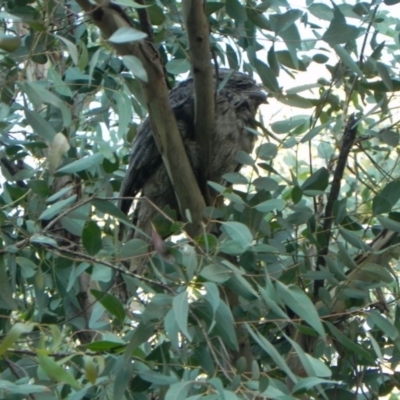 Podargus strigoides (Tawny Frogmouth) at Cook, ACT - 5 Jan 2021 by dwise