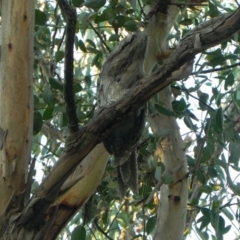 Podargus strigoides at Cook, ACT - suppressed