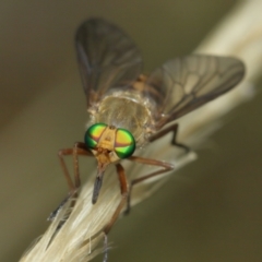 Ectenopsis sp. (March fly) at Majura, ACT - 2 Jan 2021 by TimL