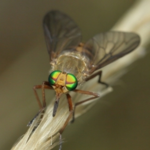 Ectenopsis sp. at Majura, ACT - 2 Jan 2021