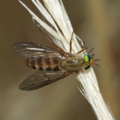 Ectenopsis sp. at Majura, ACT - 2 Jan 2021