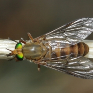 Ectenopsis sp. at Majura, ACT - 2 Jan 2021