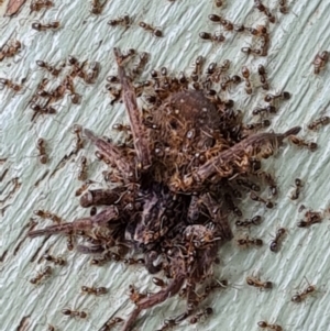 Doleromyrma sp. (genus) at Isaacs, ACT - 6 Jan 2021 10:11 AM