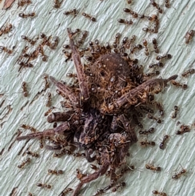 Doleromyrma sp. (genus) (Brown house ant) at Isaacs, ACT - 6 Jan 2021 by Mike