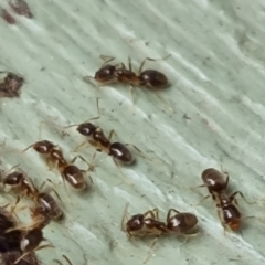 Doleromyrma sp. (genus) at Isaacs, ACT - 6 Jan 2021