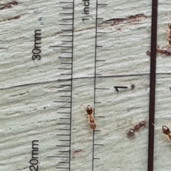 Doleromyrma sp. (genus) at Isaacs, ACT - 6 Jan 2021