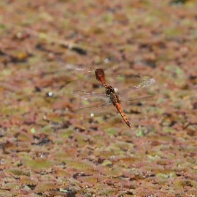 Diplacodes melanopsis (Black-faced Percher) at Belconnen, ACT - 5 Jan 2021 by Tammy