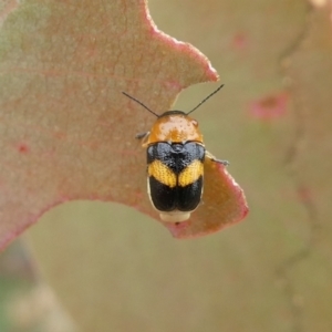 Aporocera (Aporocera) flaviventris at Theodore, ACT - 4 Jan 2021 10:33 AM