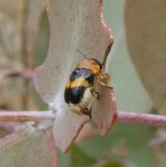 Aporocera (Aporocera) flaviventris at Theodore, ACT - 4 Jan 2021 10:33 AM