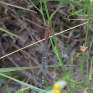 Xanthagrion erythroneurum at Booth, ACT - 5 Jan 2021 01:45 PM