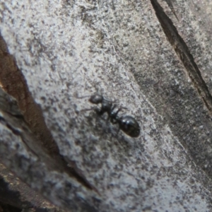 Formicidae (family) at Booth, ACT - 5 Jan 2021