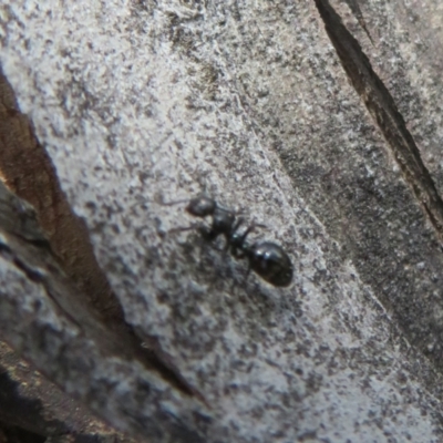 Formicidae (family) (Unidentified ant) at Namadgi National Park - 5 Jan 2021 by Christine