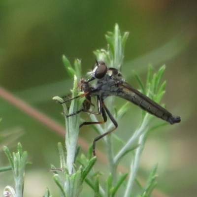 Cerdistus sp. (genus) (Yellow Slender Robber Fly) at Namadgi National Park - 5 Jan 2021 by Christine