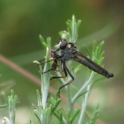 Cerdistus sp. (genus) (Slender Robber Fly) at Booth, ACT - 5 Jan 2021 by Christine